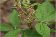 Flemingia macrophylla